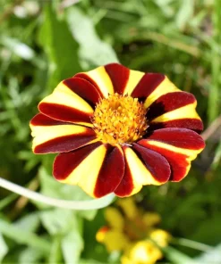Court Jester Marigold Seeds – French Tagetes Patula Nana – Red Yellow Striped Flowers – 100 Seeds - Image 3