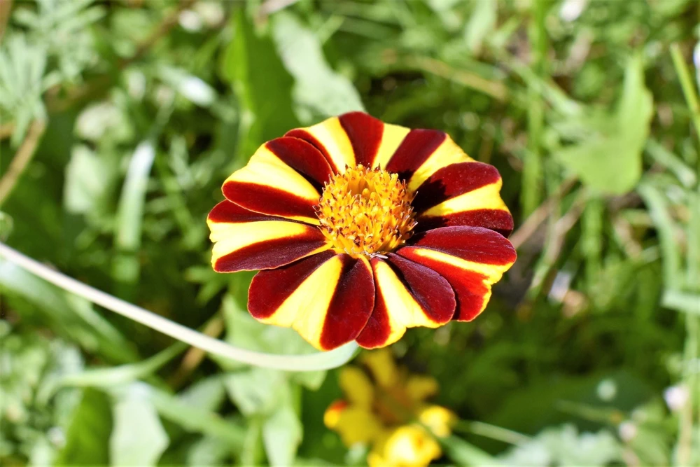 Court Jester Marigold Seeds – French Tagetes Patula Nana – Red Yellow Striped Flowers – 100 Seeds - Image 3