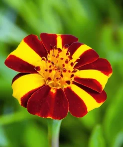 Court Jester Marigold Seeds – French Tagetes Patula Nana – Red Yellow Striped Flowers – 100 Seeds - Image 4