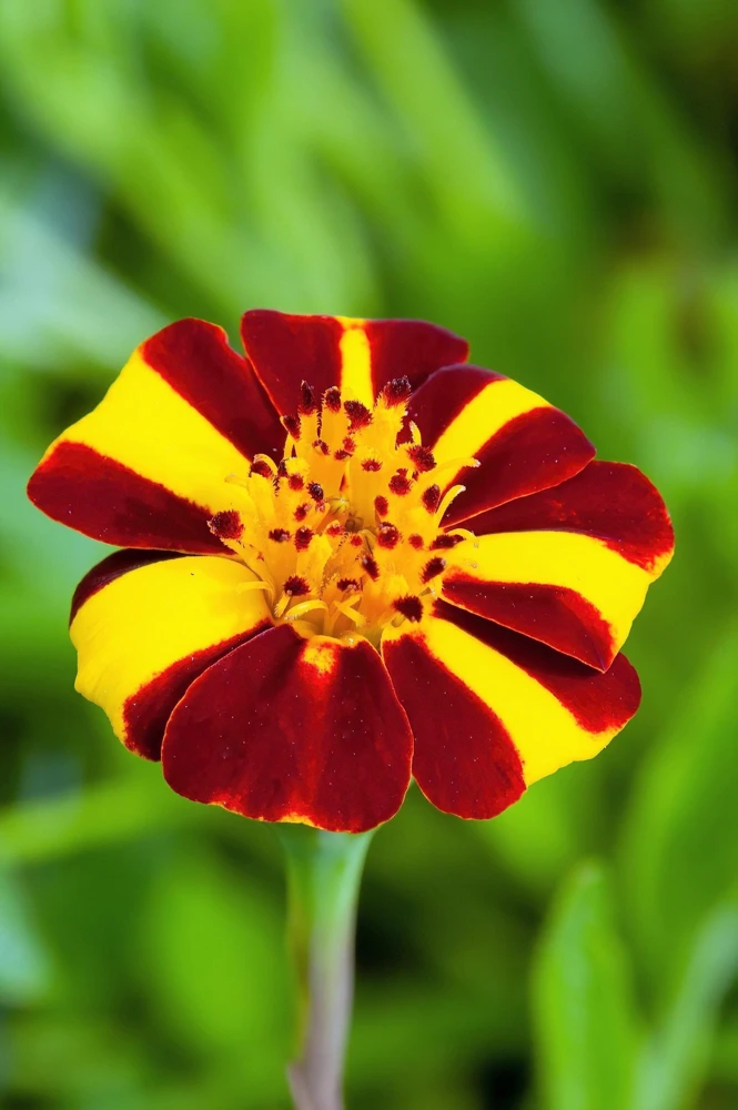 Court Jester Marigold Seeds – French Tagetes Patula Nana – Red Yellow Striped Flowers – 100 Seeds - Image 4