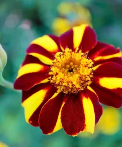 Court Jester Marigold Seeds – French Tagetes Patula Nana – Red Yellow Striped Flowers – 100 Seeds - Image 5