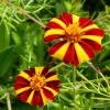 Court Jester Marigold Seeds – French Tagetes Patula Nana – Red Yellow Striped Flowers – 100 Seeds - Image 1