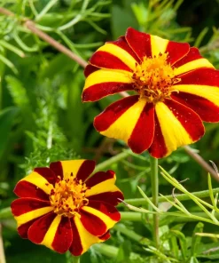 Court Jester Marigold Seeds – French Tagetes Patula Nana – Red Yellow Striped Flowers – 100 Seeds - Image 1