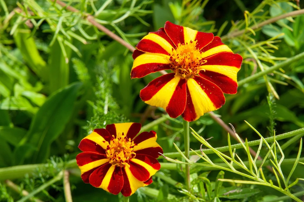 Court Jester Marigold Seeds – French Tagetes Patula Nana – Red Yellow Striped Flowers – 100 Seeds - Image 1