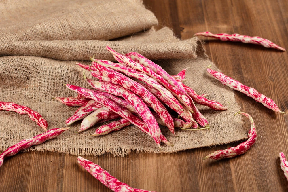 Cranberry Bean Seeds - 50 Count Heirloom Vegetable Seeds for Planting - Image 2