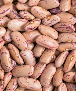 Cranberry Bean Seeds - 50 Count Heirloom Vegetable Seeds for Planting - Image 3