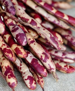 Cranberry Bean Seeds - Taylor's Horticultural Bush - Heirloom Bush Beans - 20 Seeds - Image 3