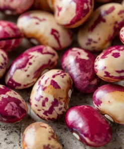 Cranberry Bean Seeds - Taylor's Horticultural Bush - Heirloom Bush Beans - 20 Seeds - Image 4