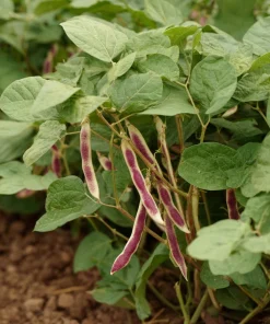 Cranberry Bean Seeds - Taylor's Horticultural Bush - Heirloom Bush Beans - 20 Seeds - Image 5