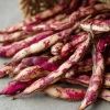 Cranberry Bean Seeds - Taylor's Horticultural Bush - Heirloom Bush Beans - 20 Seeds - Image 1