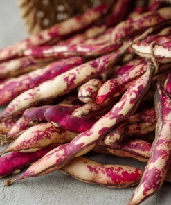 Cranberry Bean Seeds - Taylor's Horticultural Bush - Heirloom Bush Beans - 20 Seeds - Image 1