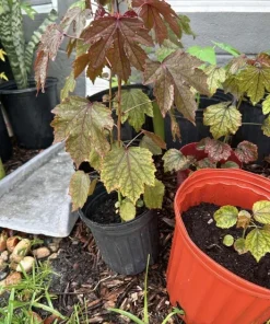 Cranberry Hibiscus Live Plant - Edible, Organic, Large Size - Image 2