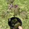 Cranberry Hibiscus Live Plant - Edible, Organic, Large Size - Image 1