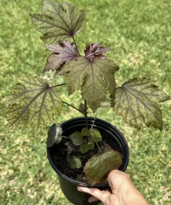 Cranberry Hibiscus Live Plant - Edible, Organic, Large Size - Image 1