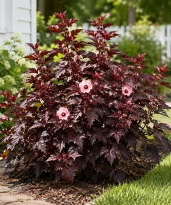 Cranberry Hibiscus Live Plant – Hibiscus Acetosella Starter 4-6 Inches Tall – Red Foliage Indoor Outdoor - Image 2