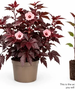 Cranberry Hibiscus Live Plant – Hibiscus Acetosella Starter 4-6 Inches Tall – Red Foliage Indoor Outdoor - Image 3