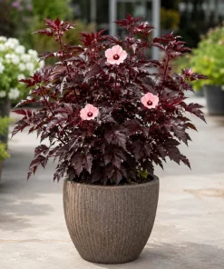 Cranberry Hibiscus Live Plant – Hibiscus Acetosella Starter 4-6 Inches Tall – Red Foliage Indoor Outdoor - Image 4