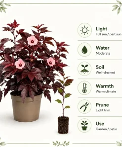 Cranberry Hibiscus Live Plant – Hibiscus Acetosella Starter 4-6 Inches Tall – Red Foliage Indoor Outdoor - Image 6