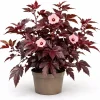 Cranberry Hibiscus Live Plant – Hibiscus Acetosella Starter 4-6 Inches Tall – Red Foliage Indoor Outdoor - Image 1