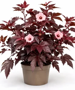 Cranberry Hibiscus Live Plant – Hibiscus Acetosella Starter 4-6 Inches Tall – Red Foliage Indoor Outdoor - Image 1