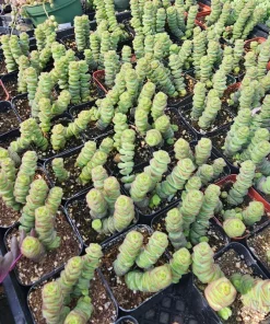 Crassula Baby Necklace Succulent Live Plant – Crassula Perforata – 2 inch Pot - Image 2