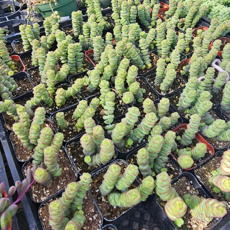 Crassula Baby Necklace Succulent Live Plant – Crassula Perforata – 2 inch Pot - Image 2
