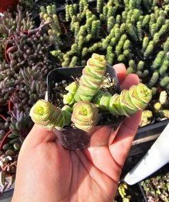 Crassula Baby Necklace Succulent Live Plant – Crassula Perforata – 2 inch Pot - Image 1