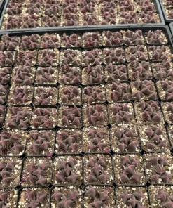 Crassula Capitella Succulent Live Plant - Pagoda Village - 2in or 4in Pot - Image 2