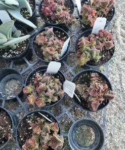 Crassula Capitella Succulent Live Plant - Pagoda Village - 2in or 4in Pot - Image 3