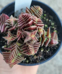 Crassula Capitella Succulent Live Plant - Pagoda Village - 2in or 4in Pot - Image 4