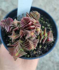 Crassula Capitella Succulent Live Plant - Pagoda Village - 2in or 4in Pot - Image 5