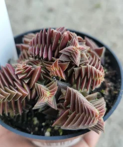 Crassula Capitella Succulent Live Plant - Pagoda Village - 2in or 4in Pot - Image 6