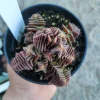 Crassula Capitella Succulent Live Plant - Pagoda Village - 2in or 4in Pot - Image 1