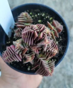 Crassula Capitella Succulent Live Plant - Pagoda Village - 2in or 4in Pot - Image 1