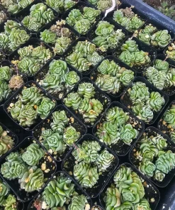 Crassula Dorothy Live Succulent Plant – 2 inch Pot – Rare Indoor Succulent - Image 2