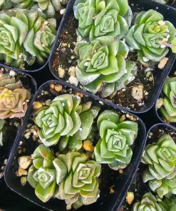 Crassula Dorothy Live Succulent Plant – 2 inch Pot – Rare Indoor Succulent - Image 3