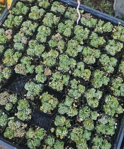Crassula Dorothy Live Succulent Plant – 2 inch Pot – Rare Indoor Succulent - Image 4