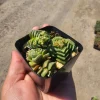 Crassula Dorothy Live Succulent Plant – 2 inch Pot – Rare Indoor Succulent - Image 1