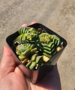 Crassula Dorothy Live Succulent Plant – 2 inch Pot – Rare Indoor Succulent - Image 1