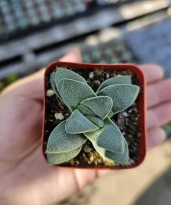 Crassula Morgan's Beauty Succulent Live Plant – 2 inch Pot – Indoor/Outdoor - Image 2