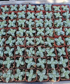 Crassula Morgan's Beauty Succulent Live Plant – 2 inch Pot – Indoor/Outdoor - Image 3