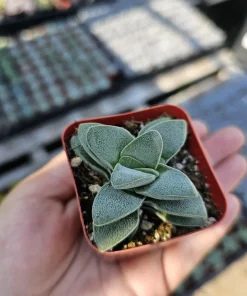 Crassula Morgan's Beauty Succulent Live Plant – 2 inch Pot – Indoor/Outdoor - Image 4