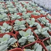 Crassula Morgan's Beauty Succulent Live Plant – 2 inch Pot – Indoor/Outdoor - Image 1