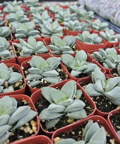 Crassula Morgan's Beauty Succulent Live Plant – 2 inch Pot – Indoor/Outdoor - Image 1