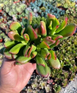 Crassula Ovata 'ET's Fingers' Jade Plant - Variegated Succulent Live Plant in 2 inch Pot, Indoor - Image 10