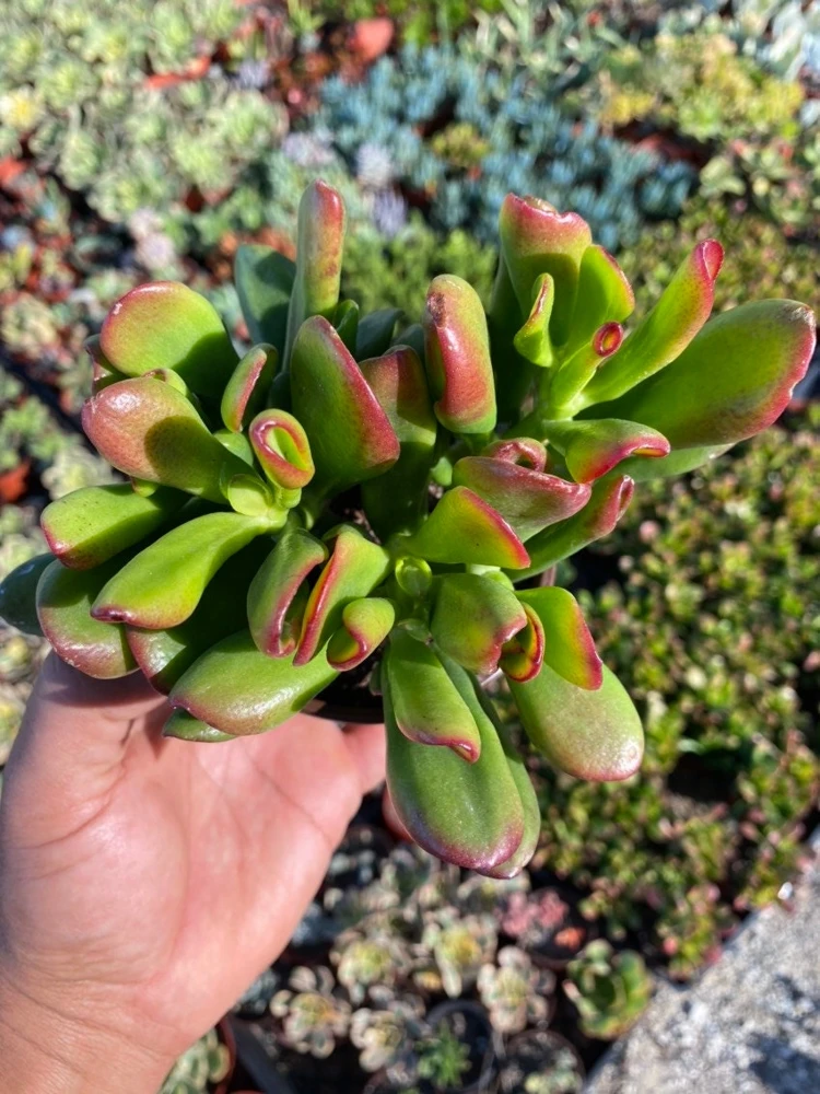 Crassula Ovata 'ET's Fingers' Jade Plant - Variegated Succulent Live Plant in 2 inch Pot, Indoor - Image 10