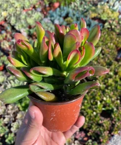 Crassula Ovata 'ET's Fingers' Jade Plant - Variegated Succulent Live Plant in 2 inch Pot, Indoor - Image 11