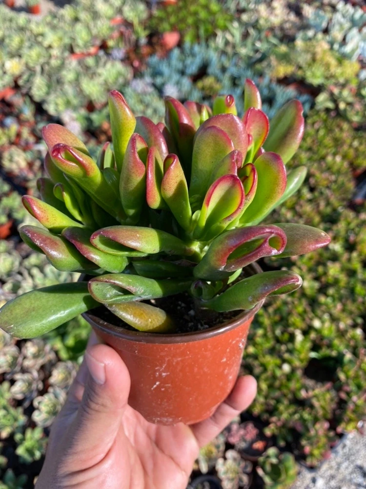 Crassula Ovata 'ET's Fingers' Jade Plant - Variegated Succulent Live Plant in 2 inch Pot, Indoor - Image 11