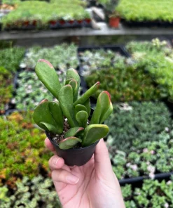 Crassula Ovata 'ET's Fingers' Jade Plant - Variegated Succulent Live Plant in 2 inch Pot, Indoor - Image 7