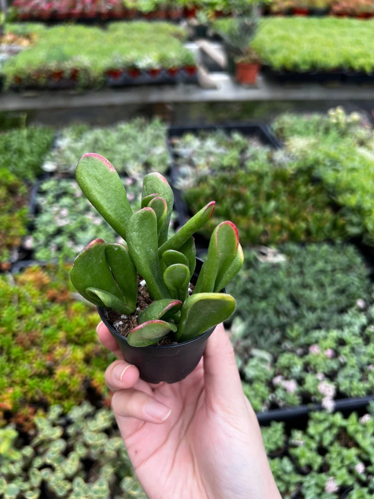 Crassula Ovata 'ET's Fingers' Jade Plant - Variegated Succulent Live Plant in 2 inch Pot, Indoor - Image 7